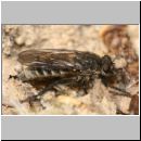 Lasiopogon cinctus - Raubfliege w02 10mm.jpg